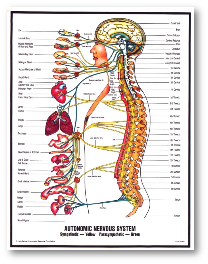Part 5: Nervous System – A Gift of Health
